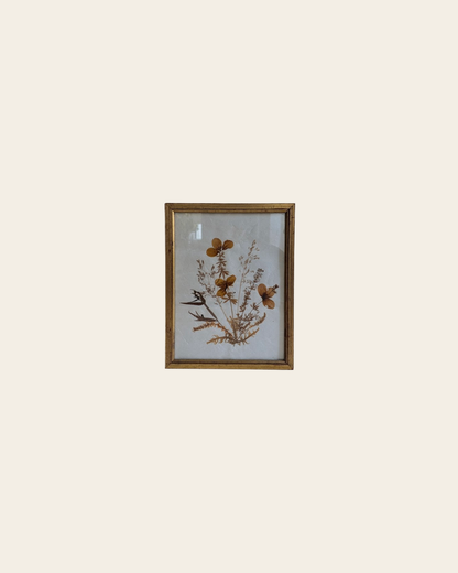 Herbier vintage sous verre