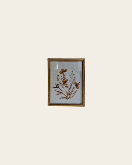 Herbier vintage sous verre