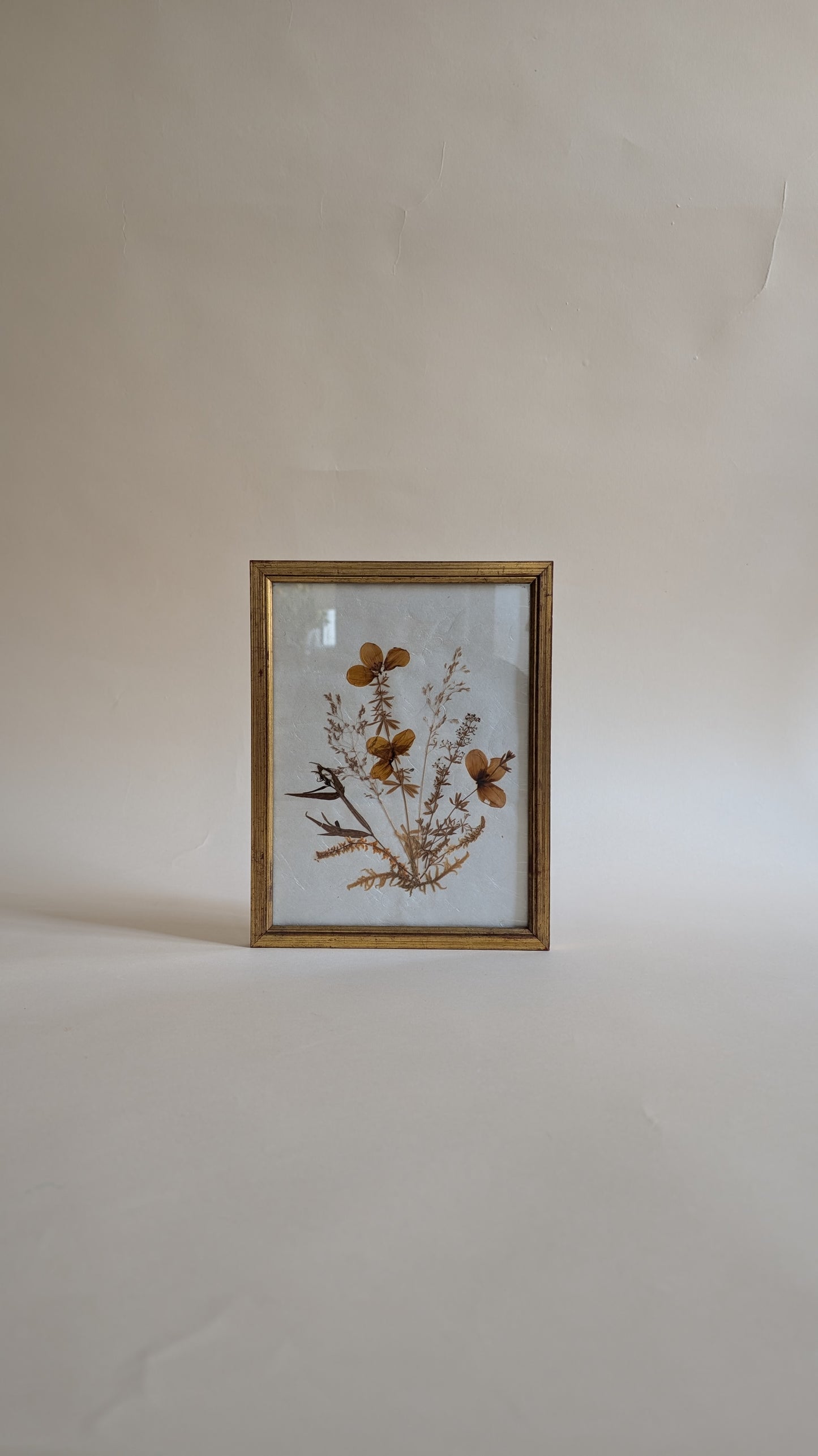 Herbier vintage sous verre