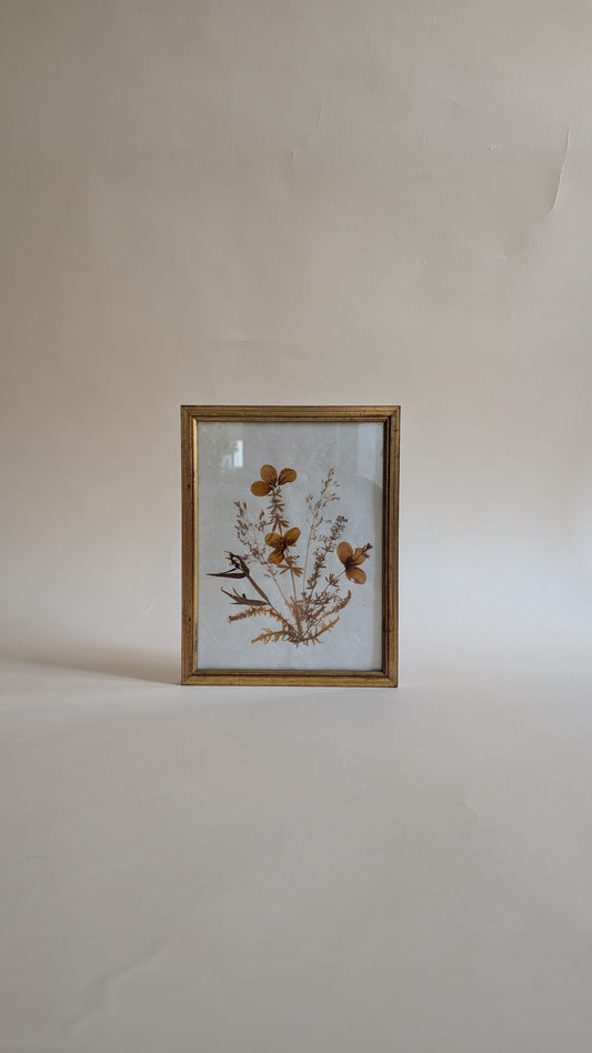 Herbier vintage sous verre