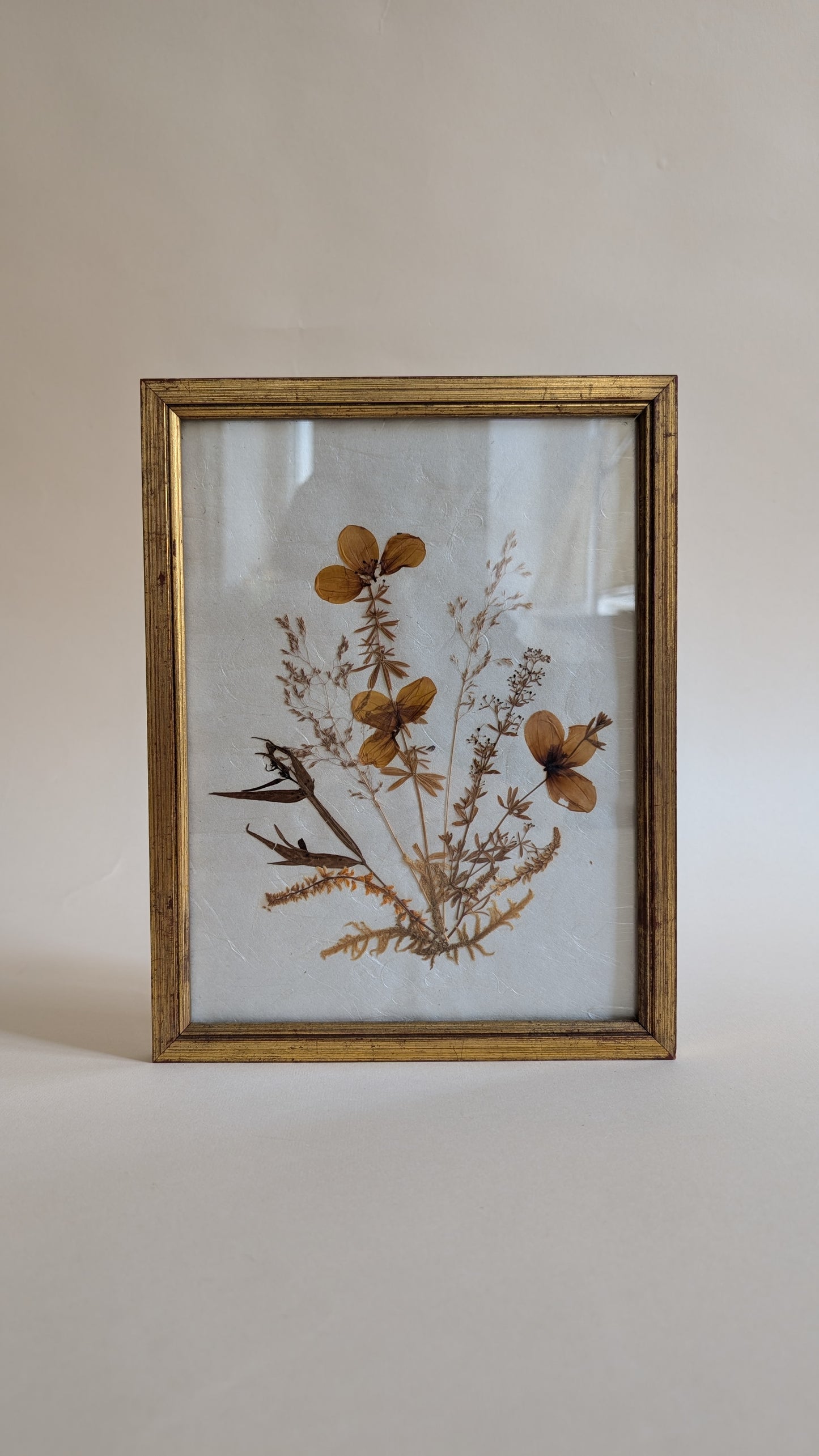 Herbier vintage sous verre
